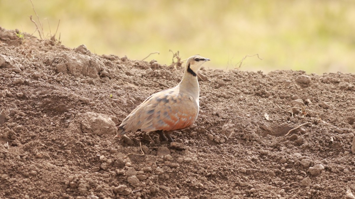 Yellow-throated Sandgrouse - ML642647492