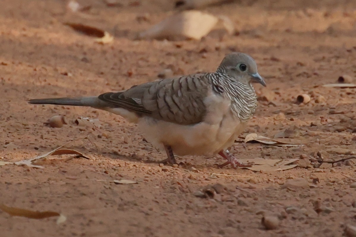 Peaceful Dove - ML642647494