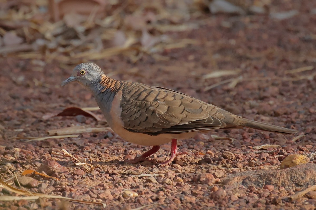 Bar-shouldered Dove - ML642647501