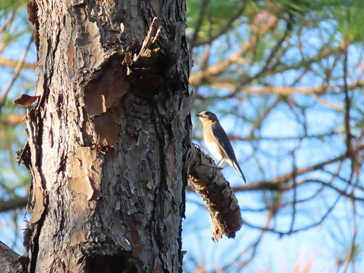 Eastern Bluebird - ML642647517