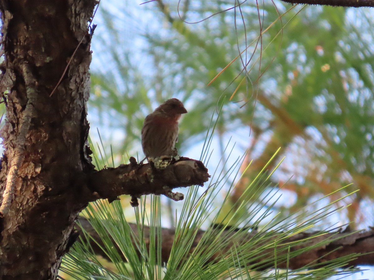 House Finch - ML642647519