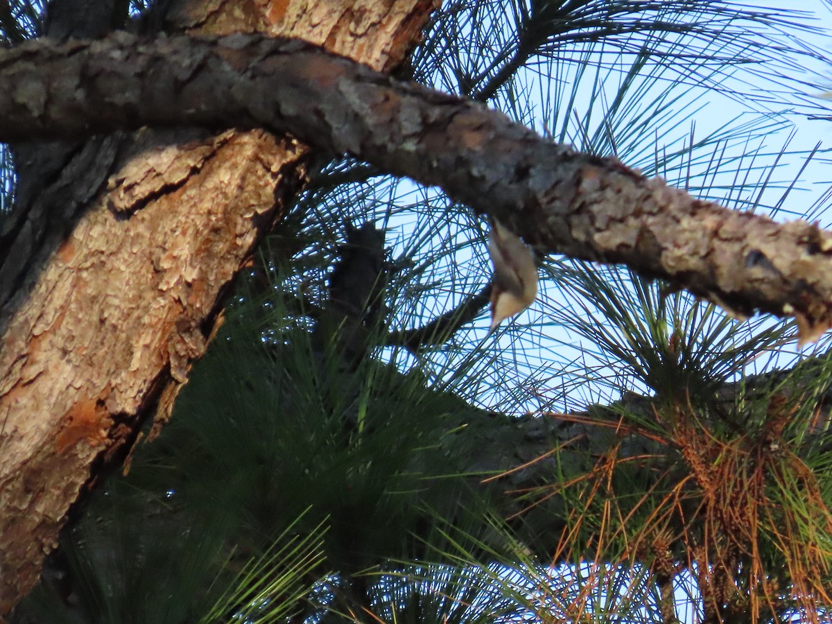 Brown-headed Nuthatch - ML642647522