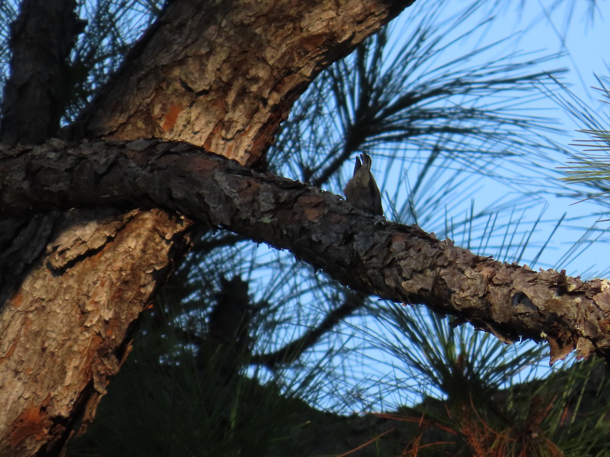 Brown-headed Nuthatch - ML642647527