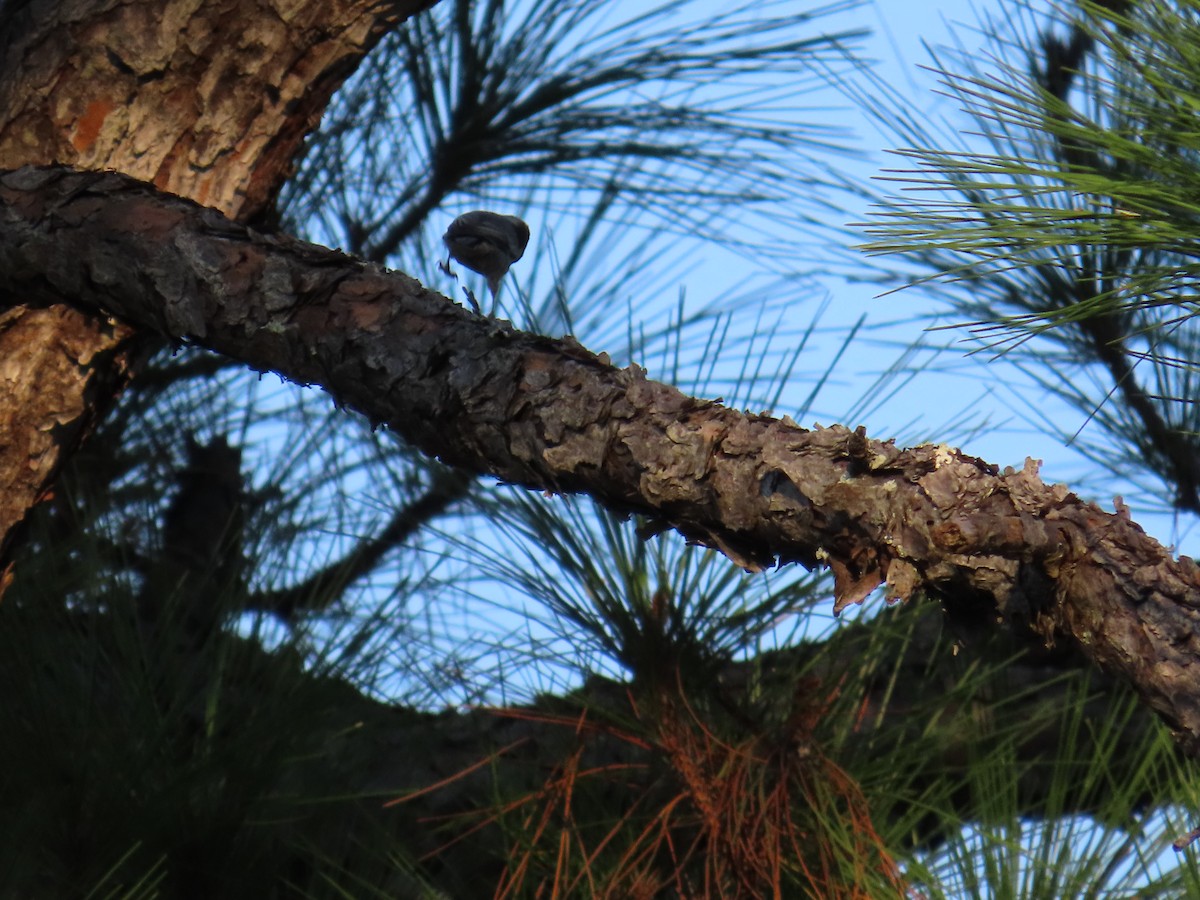 Brown-headed Nuthatch - ML642647528