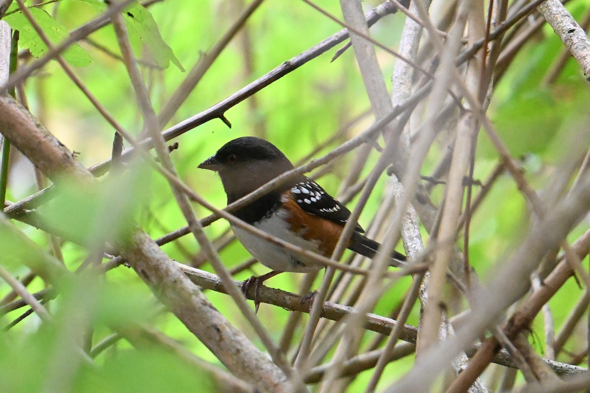 Spotted Towhee - ML642647530