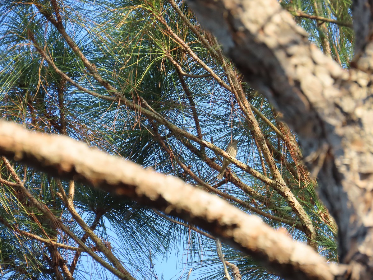 House Finch - ML642647533