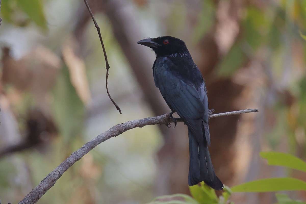 Spangled Drongo - ML642647536