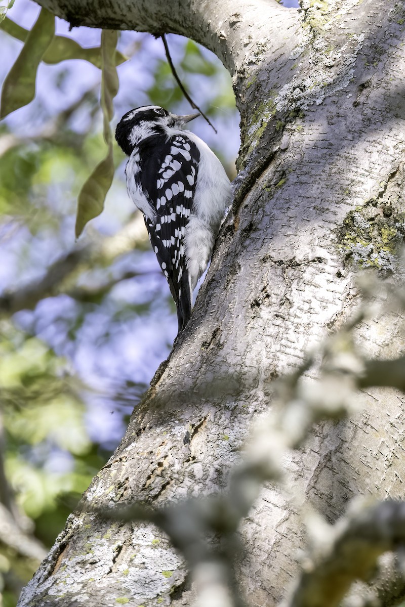 strakapoud americký [skupina villosus] - ML642647571