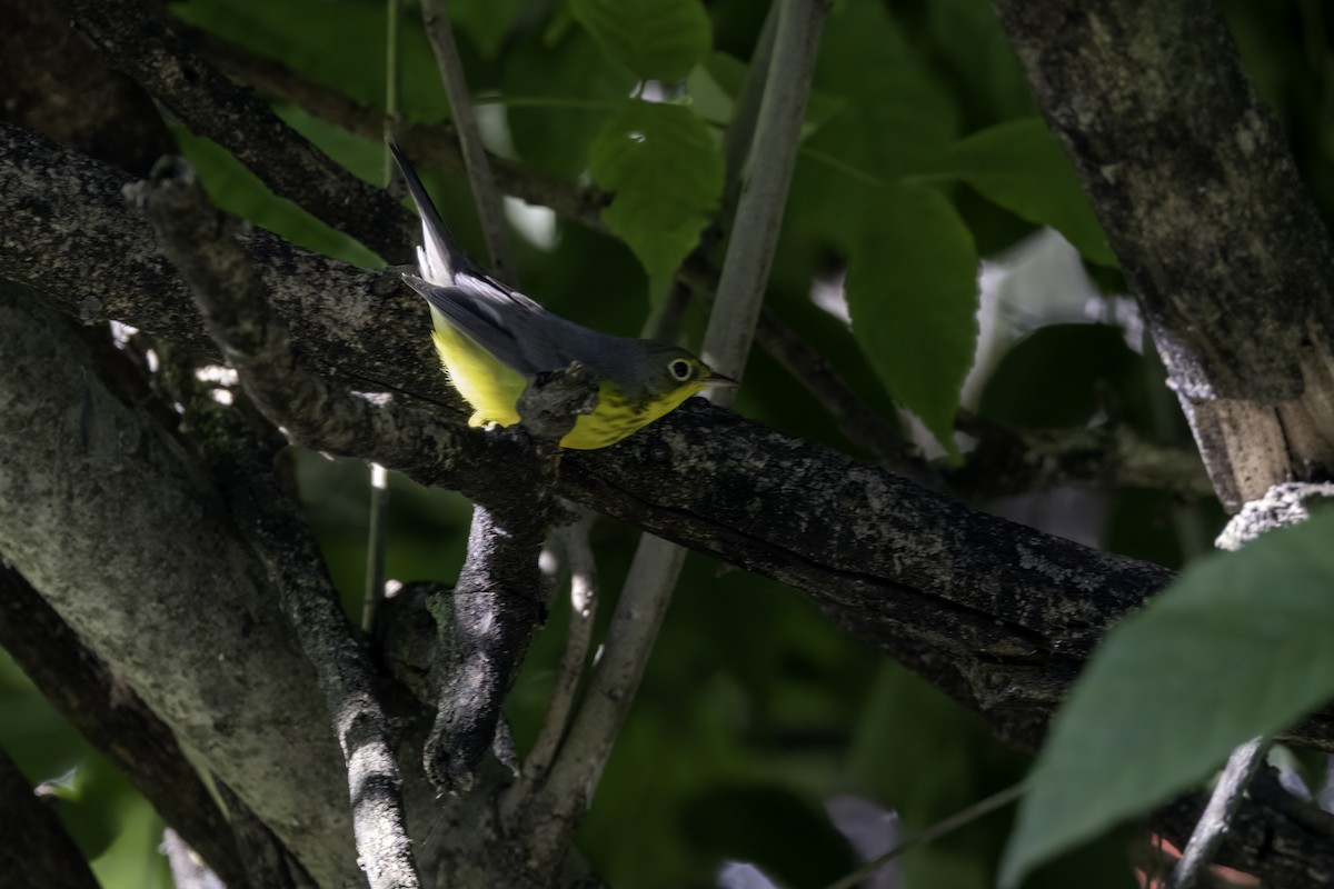 lesňáček kanadský - ML642647574