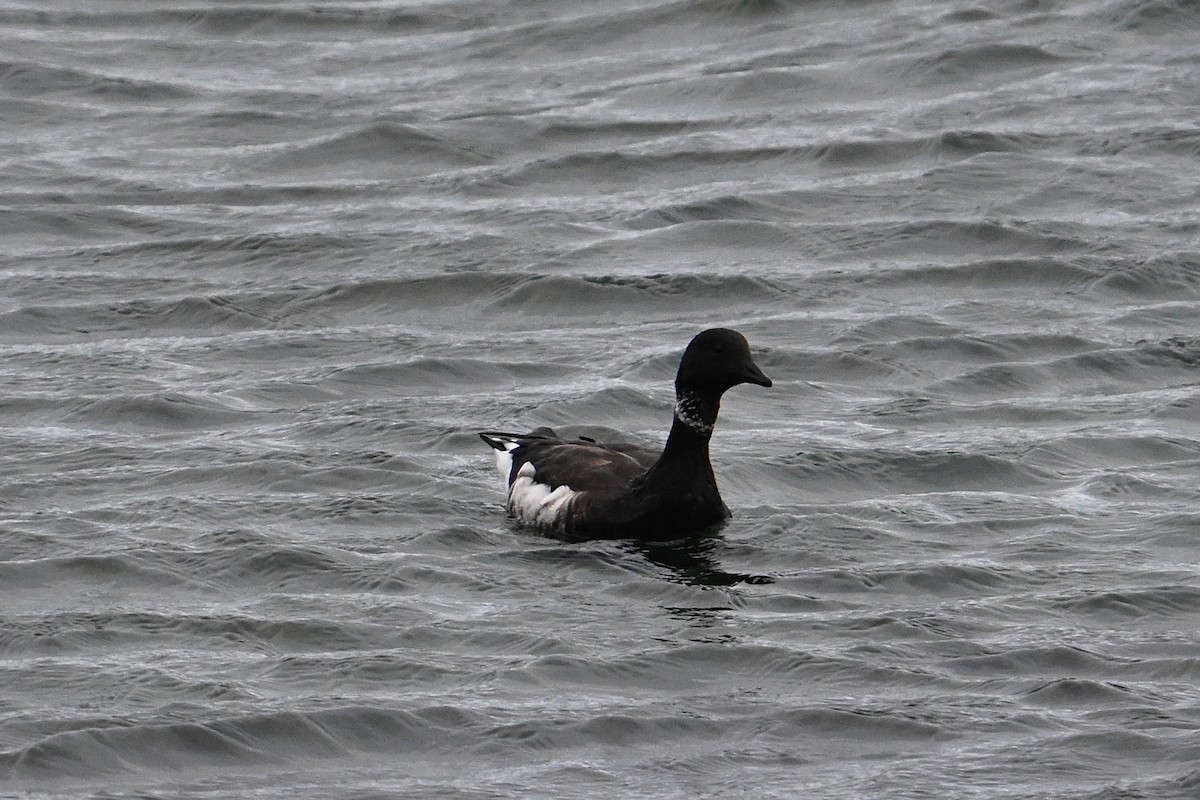 Brant - ML642647584