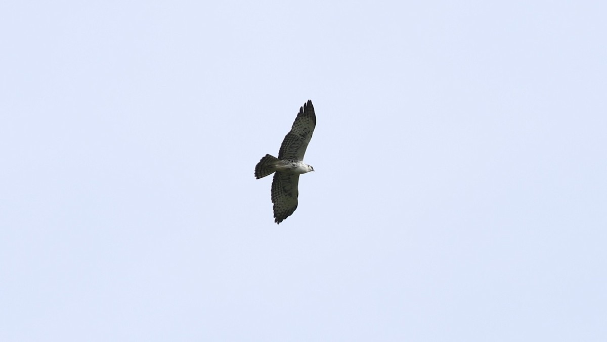 Ayres's Hawk-Eagle - ML642647585