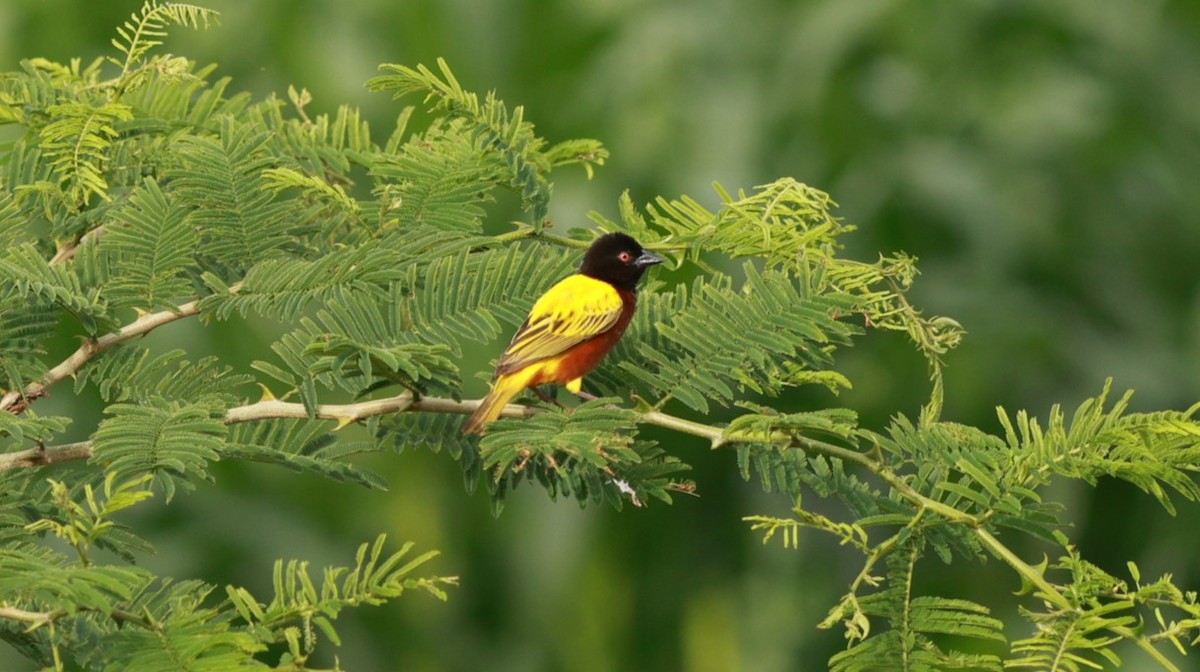 Golden-backed Weaver - ML642647588