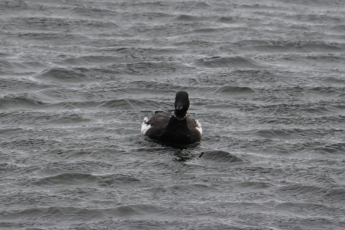 Brant - ML642647591