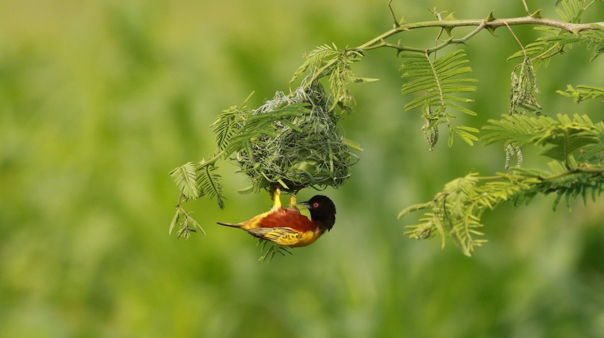 Golden-backed Weaver - ML642647593