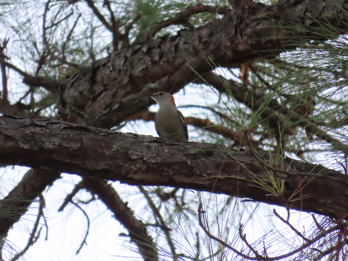 Red-bellied Woodpecker - ML642647598