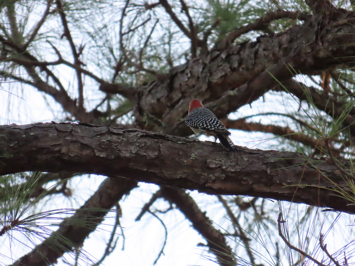 Red-bellied Woodpecker - ML642647599