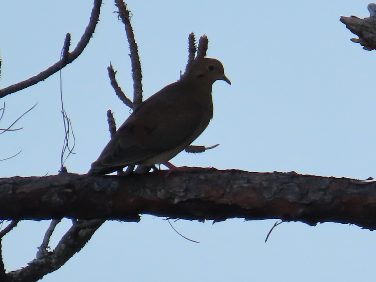 Mourning Dove - ML642647604