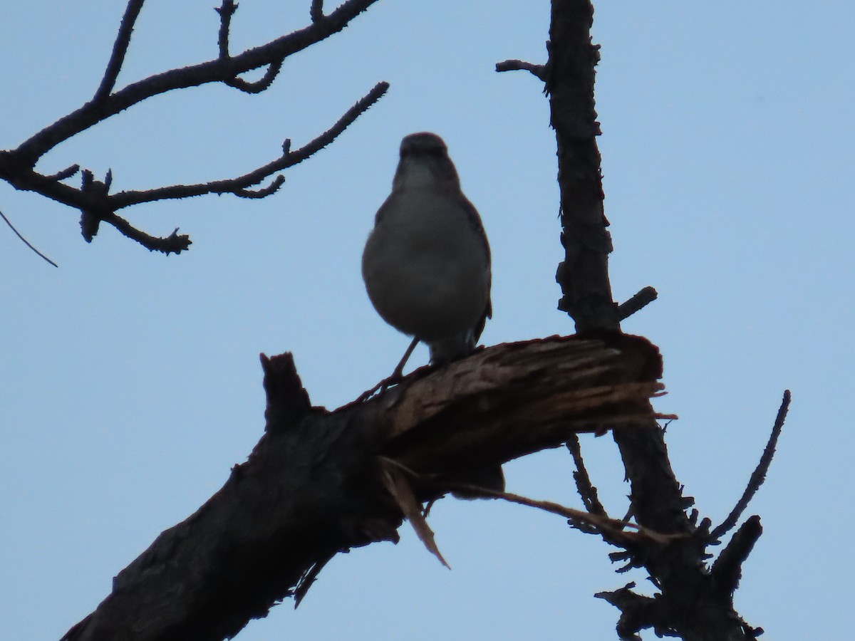Northern Mockingbird - ML642647613