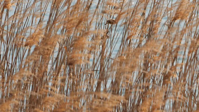 Chinese Penduline-Tit - ML642647622