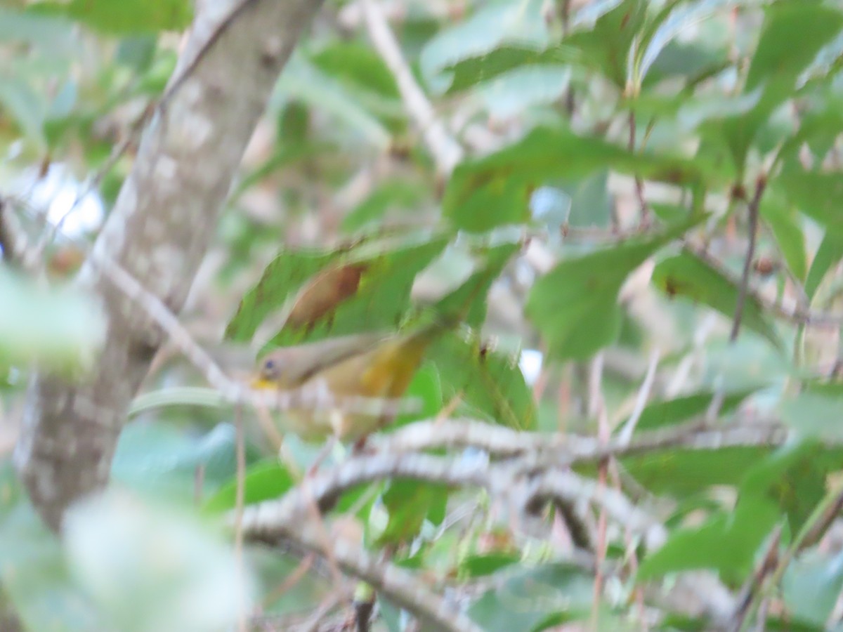 Common Yellowthroat - ML642647624