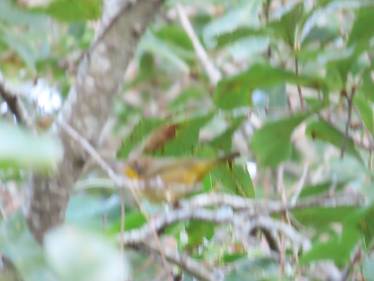 Common Yellowthroat - ML642647625