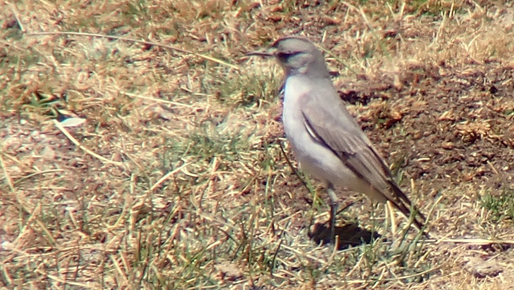 Чернолобая дормилона - ML642647639