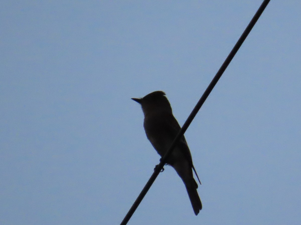 Eastern Wood-Pewee - ML642647641