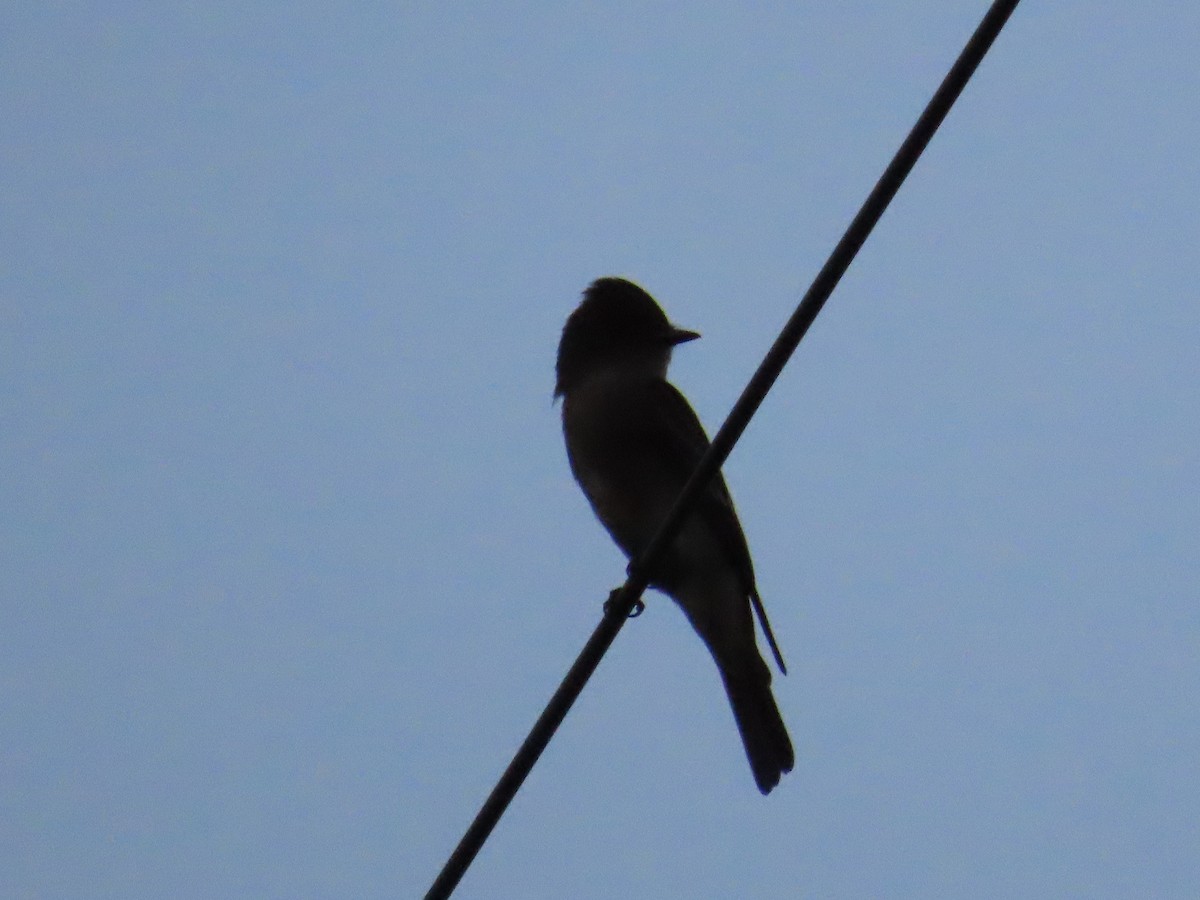 Eastern Wood-Pewee - ML642647643