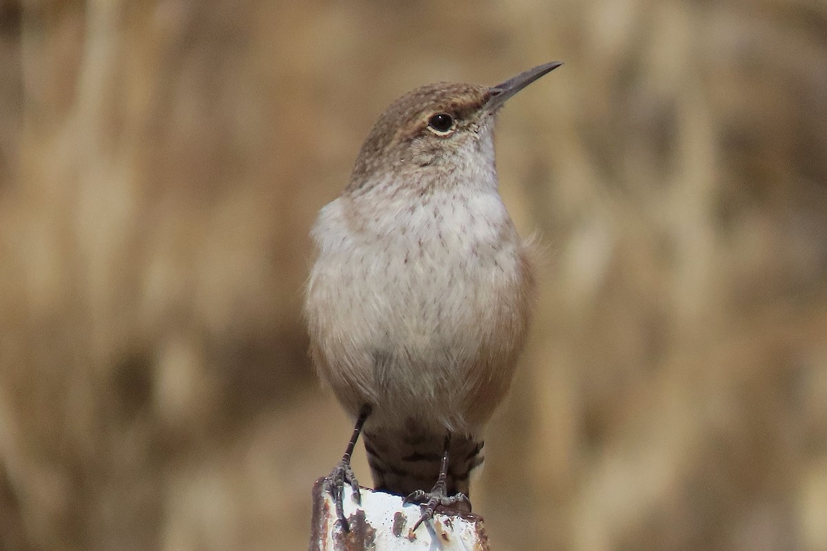 Rock Wren - ML642647666
