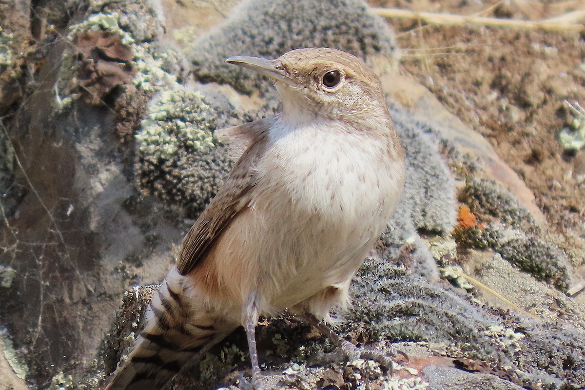 Rock Wren - ML642647667