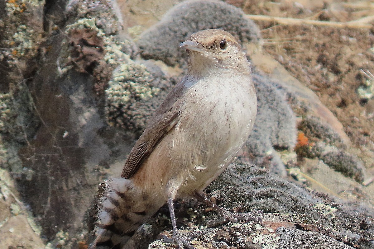 Rock Wren - ML642647668