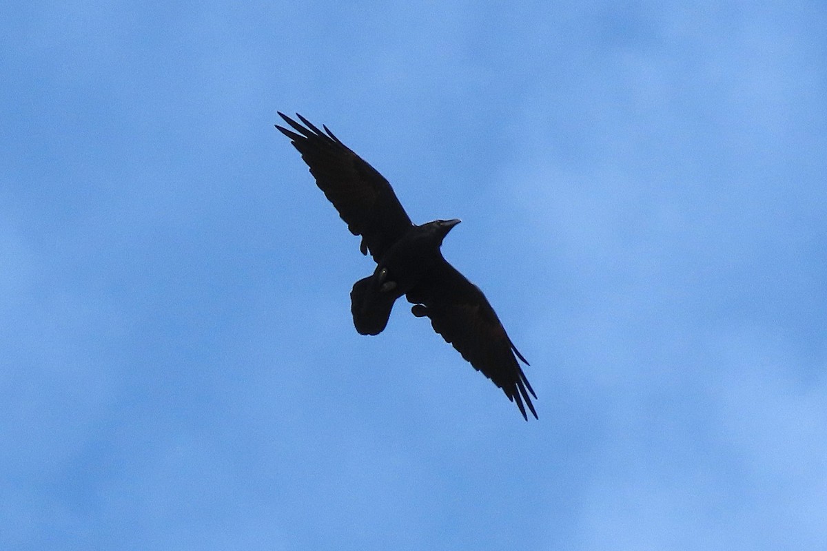 Common Raven - ML642647693