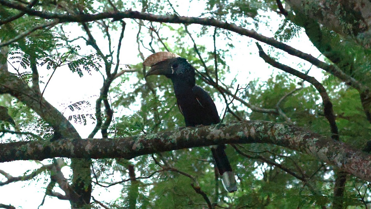Silberwangen-Hornvogel - ML642647694