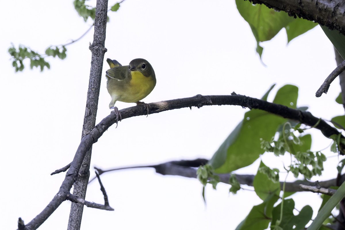 lesňáček žlutohrdlý - ML642647699