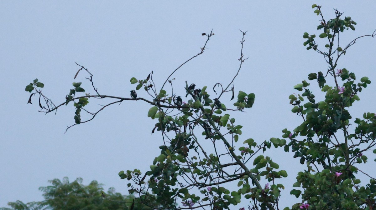 White-eared Barbet - ML642647700