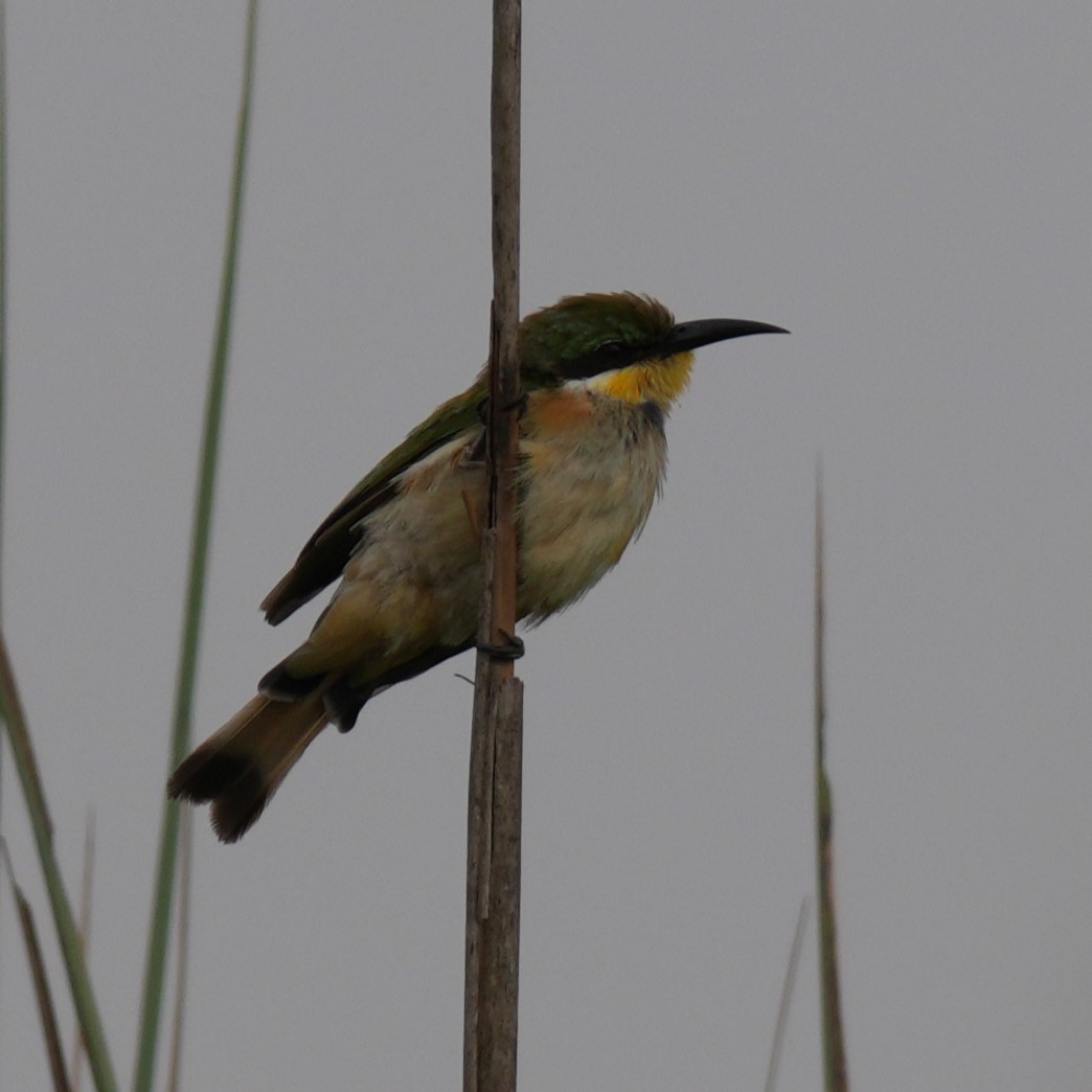 Blue-breasted Bee-eater - ML642647703