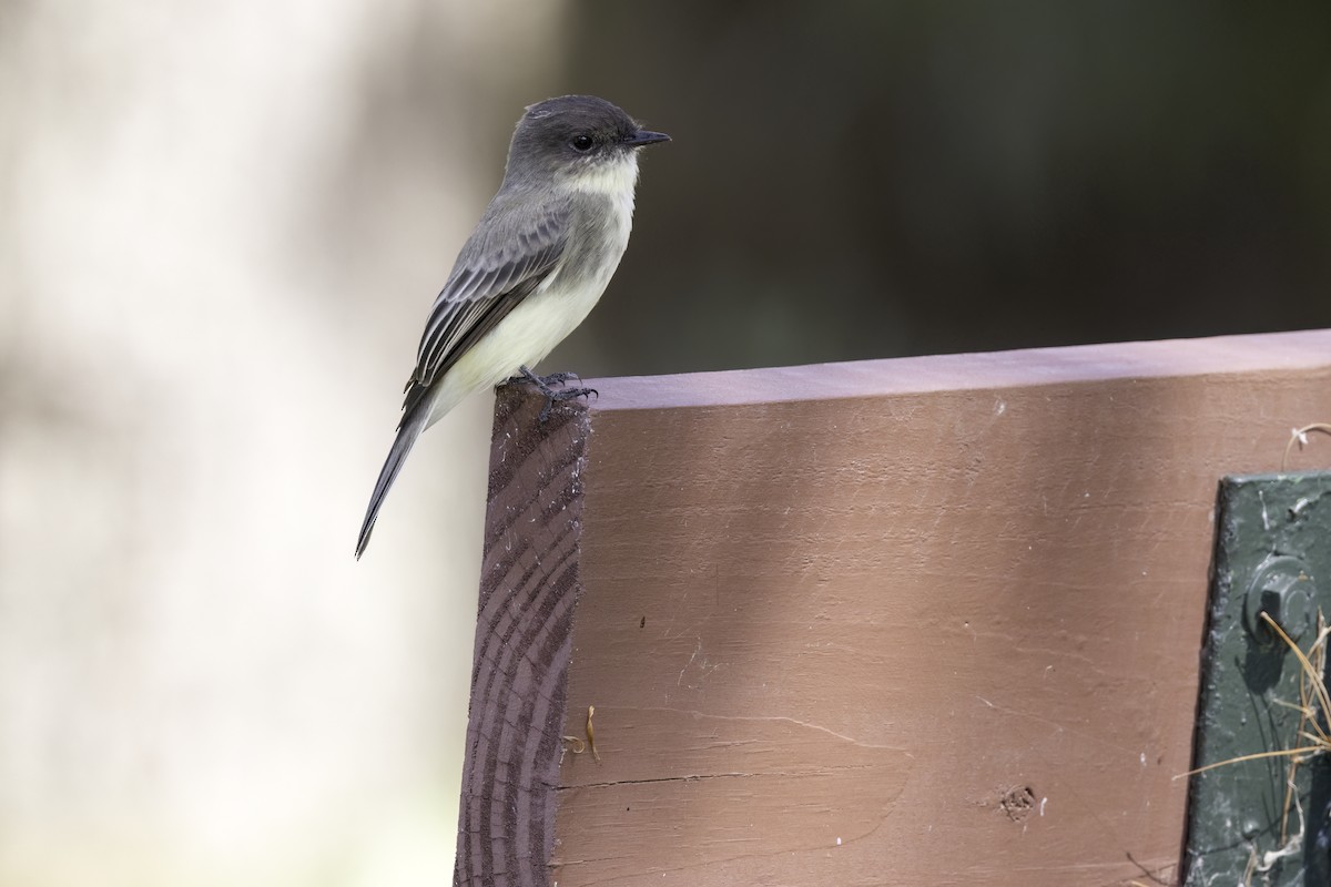Eastern Phoebe - ML642647709