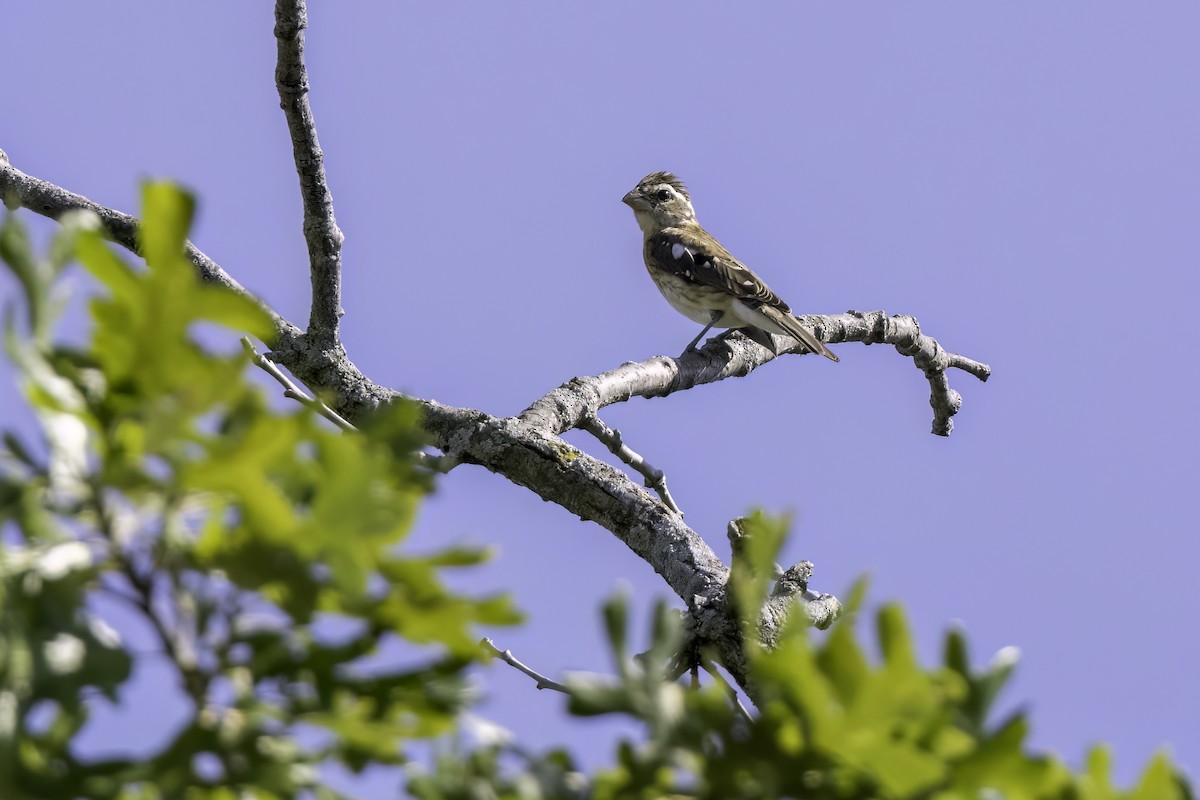 Rose-breasted Grosbeak - ML642647710
