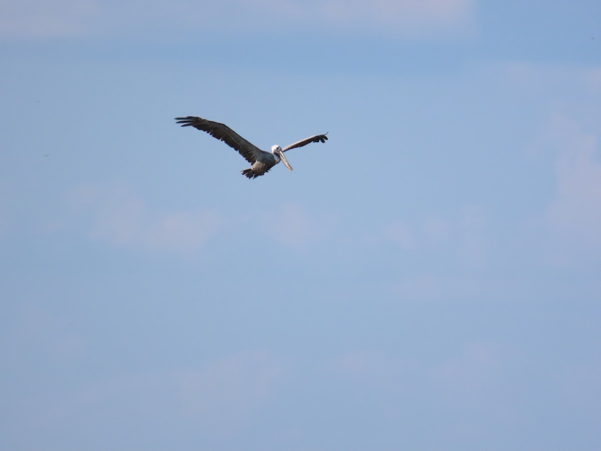 Brown Pelican - ML642647716