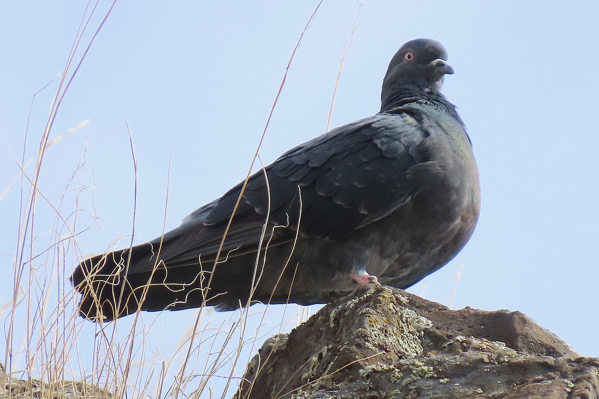 Rock Pigeon (Feral Pigeon) - ML642647721