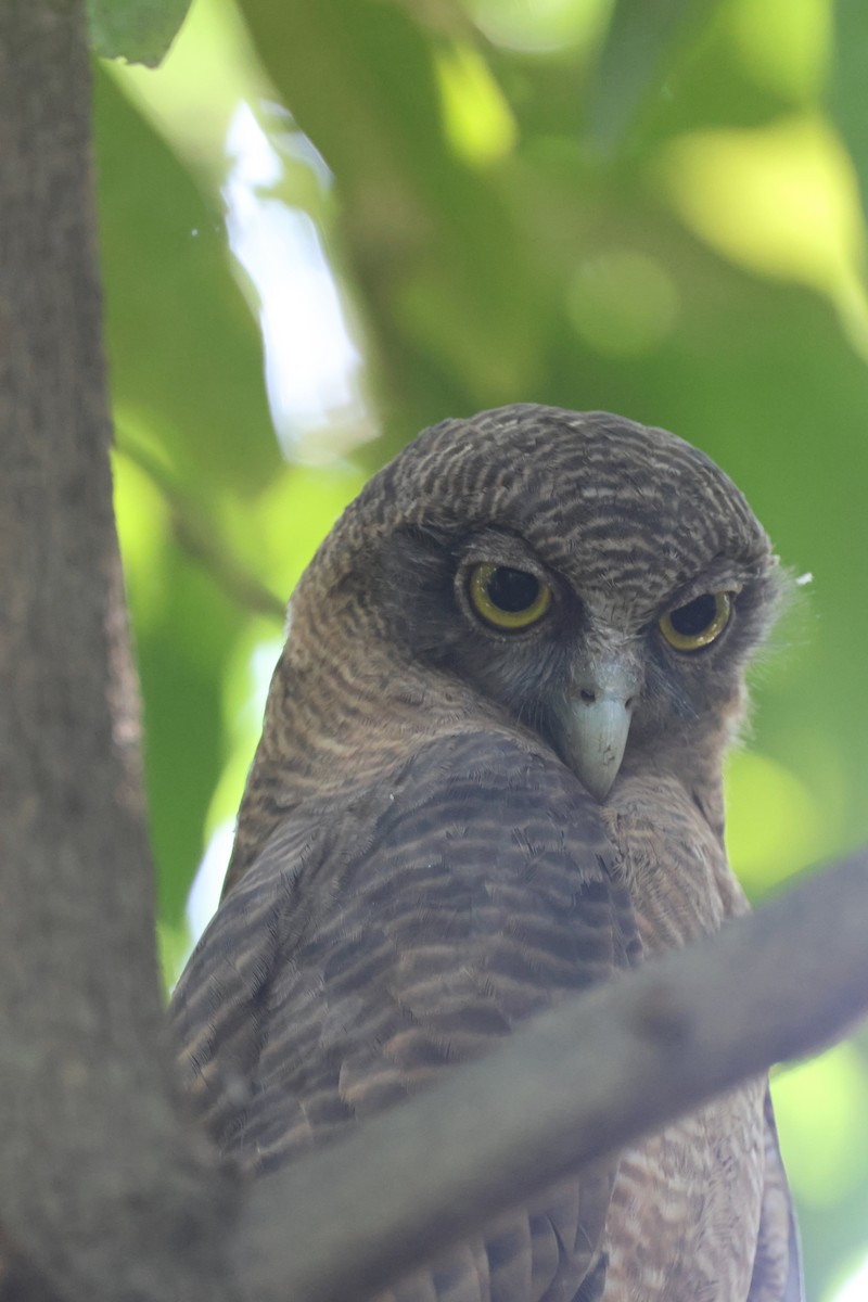 Rufous Owl - ML642647724
