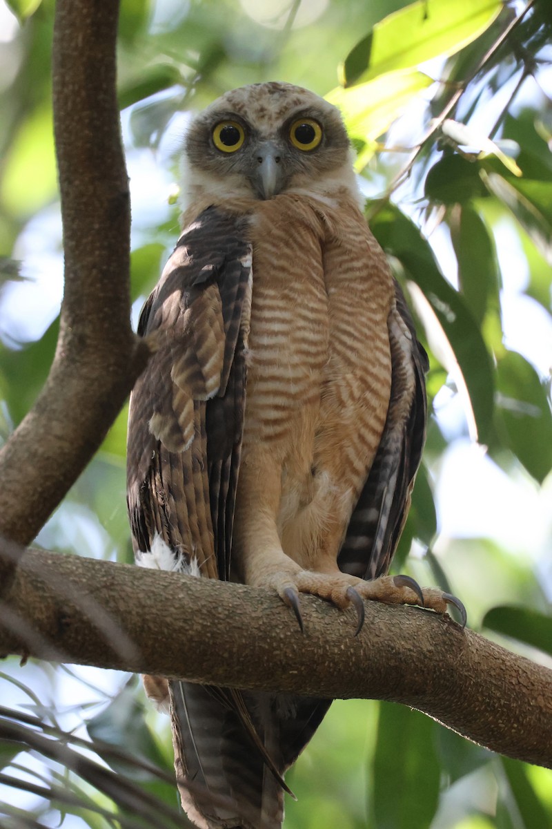Rufous Owl - ML642647725