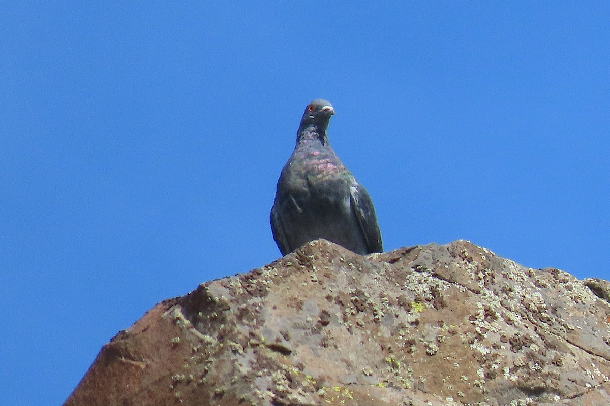 Rock Pigeon (Feral Pigeon) - ML642647731