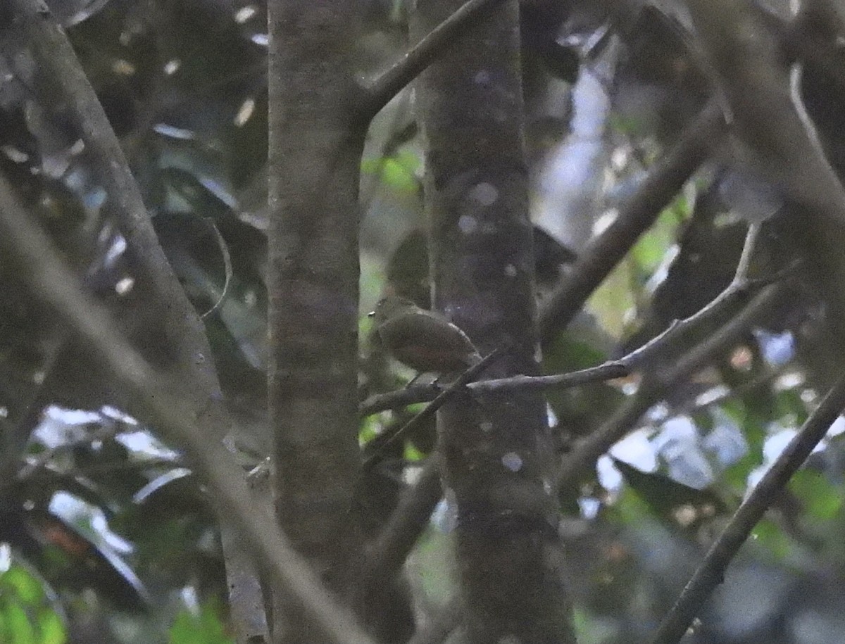 McConnell's Flycatcher - ML642647732