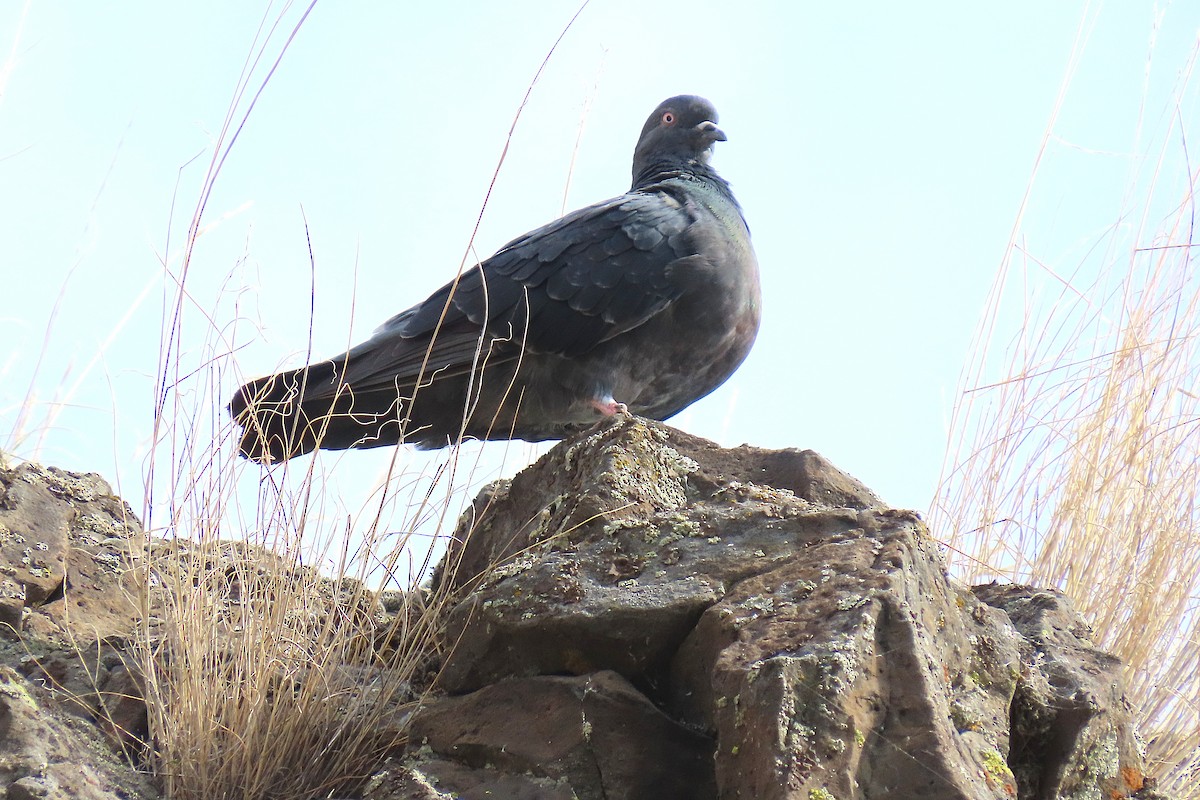 Rock Pigeon (Feral Pigeon) - ML642647738