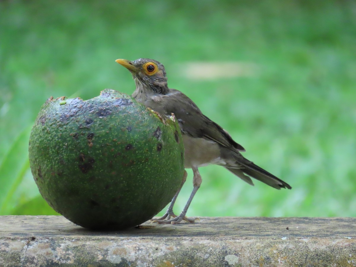 Spectacled Thrush - ML642647752