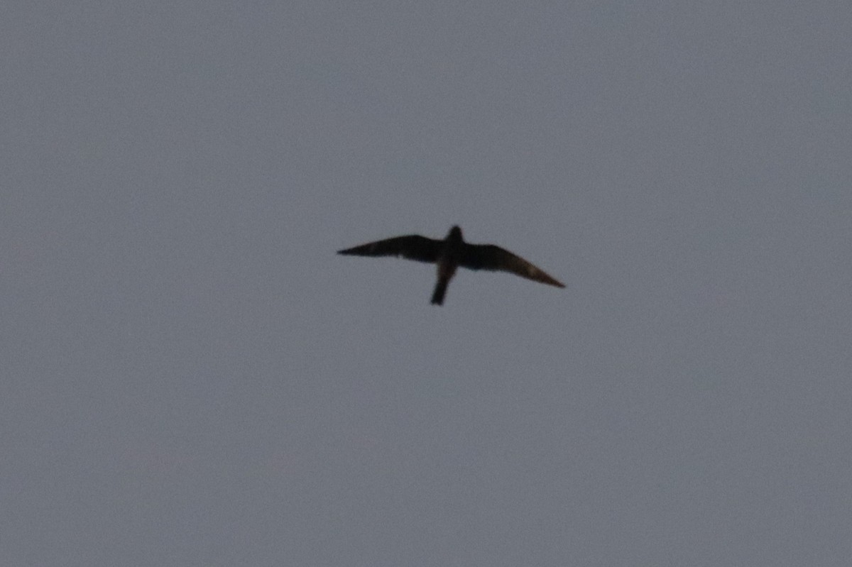 Common Nighthawk - ML642647754