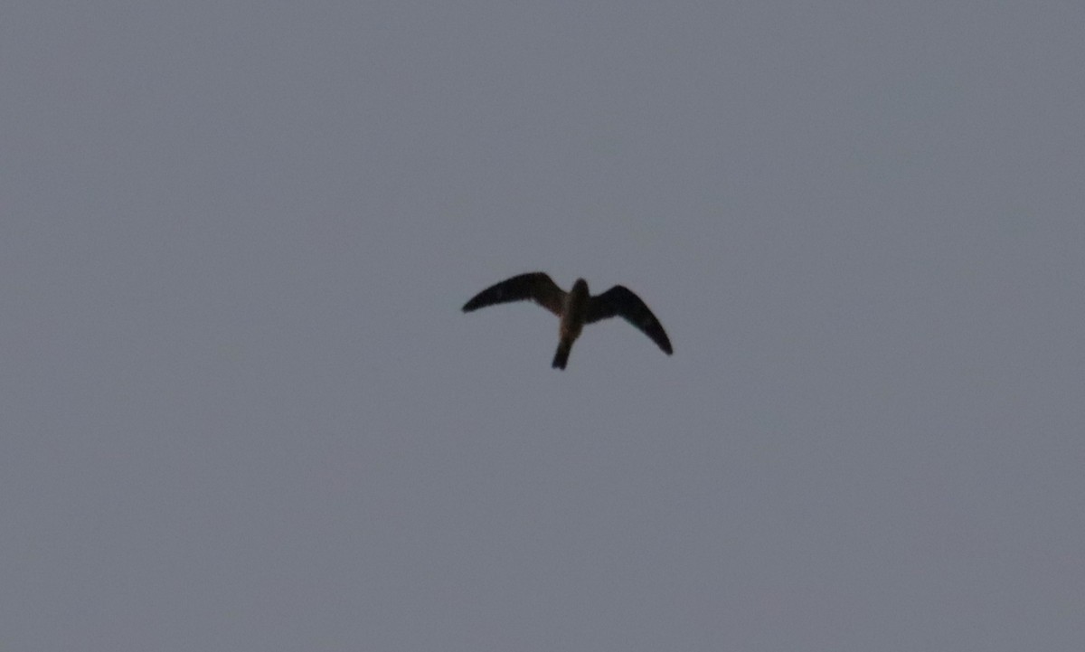 Common Nighthawk - ML642647766