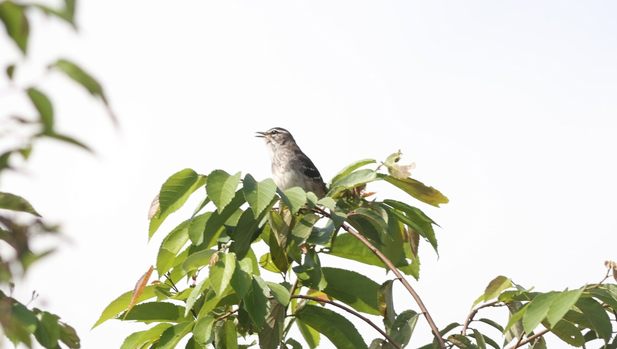 Brown-backed Scrub-Robin - ML642647784