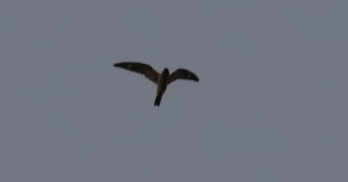 Common Nighthawk - ML642647806